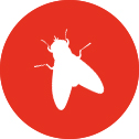 icon-fliege